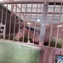 용인목장 이미지