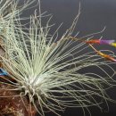 화훼장식 기능사 이미지