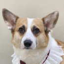 아미고펫 이미지