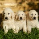 귀여워, 댕댕이 이미지