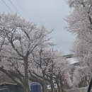 오천읍 오어사종점 주차장 | 포항 벚꽃 명소 추천 및 오어사 후기(+주차꿀팁)