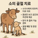 소나 송아지 다리 골절, 축산농가에서 막을 수 있습니다!