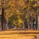 은행나무길 이미지