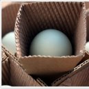 숲속청계농장 | 생생정보 나나랜드 청계란 청란 택배 주문 방법 유정란 농장 위치 연락처 숲속청계농장