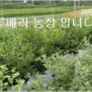 백일농장 이미지