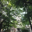 제2종근린생활시설(양재동 83-6) | 양재동 카페거리 코너 1층 무권리 상가 임대 층고 4.7M 진영 빌딩 전용 83평