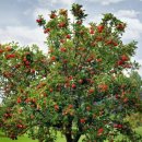 사과나무 이미지