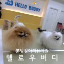 나랑애견유치원 | 분당애견유치원 강아지호텔 헬로우버디 분당점 체험등원 후기