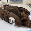 전남야생동물관리센터 문화일보