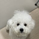 그루밍 501 이미지