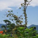 정희네 들꽃이야기 이미지