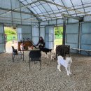 퍼피스쿨 이미지