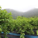 오디가개 이미지