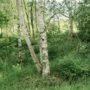 자작나무도서관 이미지