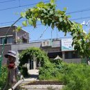 포도향기 이미지