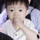 [장성] 온 세상 꽃 다 모여있던 황룡강 생태공원(실시간 개화/양귀비, 장미, 금영화)