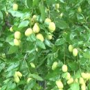 복숭아한의원 이미지