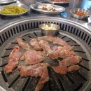 도화갈매기 이미지