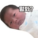 뿔난강아지 | 이른 여름 즐겨보기