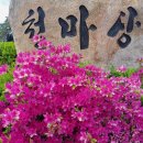 영산홍(映山紅) 이미지
