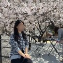 씨유 주례만석점 | 부산 벚꽃 카페 추천 개화 실시간 현황, 카페이띠