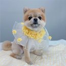 유어펫그루밍 이미지