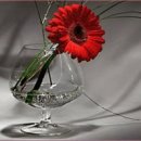 안의꽃사랑 이미지