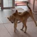 다시사랑받개 네이버블로그
