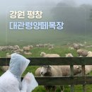 엄지목장 | [강원/평창] 8월 비오는 날에도 추천하는 여행지 : 대관령양떼목장 (+ 충주휴게소 양평방향)