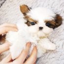 울산 제이앤독 애견샵 이미지