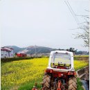 장흥 선학동 유채밭... 이미지