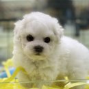 야옹아멍멍해봐(원성점) 이미지