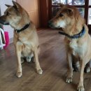 진순2호 이미지