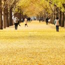 황금빛 가로수길 이미지