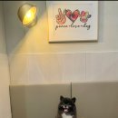 강남강아지미용, 펄세이 도그 그루밍에 다녀온 후기