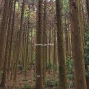 더 숲Ⅰ | 사려니숲길 주차, 코스 완벽가이드 Ⅰ붉은오름방향 탐방후기