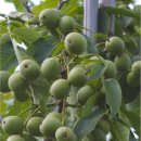 호두나무 이미지