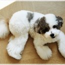 아담스펫 강아지분양 고양이분양 강남점 이미지