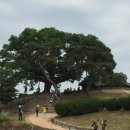 ＜와야(瓦也) 연재＞ 선비나무·학자수로 불리는 회화나무 이미지
