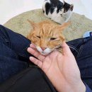 캠핑 고양이 이미지