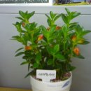 앤의정원 이미지