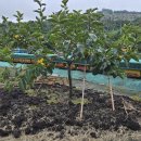 오현농장 이미지