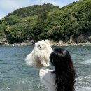 새천년김밥 | 강아지와 욕지도 1박2일 여행! 유동해변부터 고등어김밥까지 리얼 후기