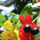 미키마우스트리/쥐눈이나무 이미지