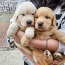 컴투펫 강아지분양 고양이분양 인천본점 | 인천강아지분양는 컴투펫 인천점을 추천드려요