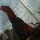 자계고택 이미지