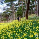 노란 봄이 손짓하는 서산 유기방가옥 - 추천!가볼만한곳 이미지