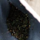 군마트 반찬 PX에서 내돈내산 성경 명란 돌자반 후기