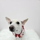 이쁜멍멍 이미지