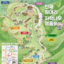 자작나무숲중간 이미지